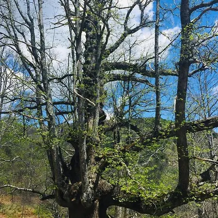 Casa Valentin Apartman *